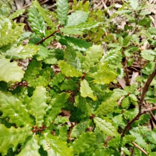 Feliz Dia da Floresta Autóctone! 🌳

A única capaz de assegurar uma relação de simbiose e equilíbrio entre seres vivos.

#florestaautóctone